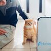 Dehumidifier Cat And Man