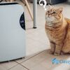 air purifier or dehumidifier which one you need?